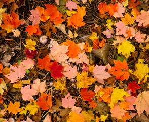 Mixed maple leaves in various colors of red, yellow, and orange fallen on the ground in autumn in Michigan, USA during October