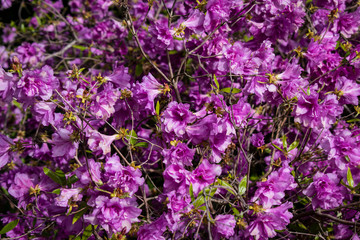 Blumen pink rosa sommer 