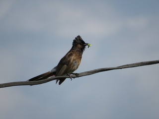 Pycnonotus cafer also know as Red vented bullbul 