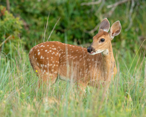 White-tailed Deer  Fawn