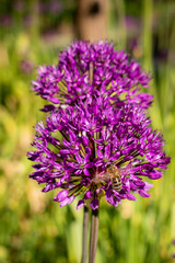 Blumen pink rosa sommer 