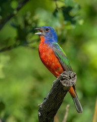 Painted Bunting
