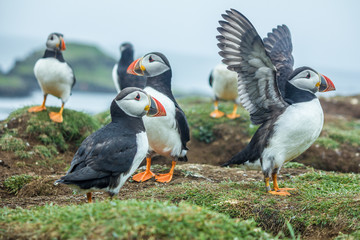 Papgeientaucher auf Lunga Island, Schottland