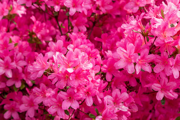 Fototapeta na wymiar Blumen pink rosa sommer 