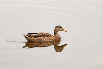 A duck swims on a crystal clear lake