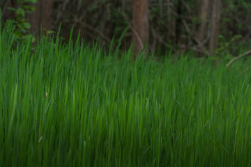 lush green gras in the nature