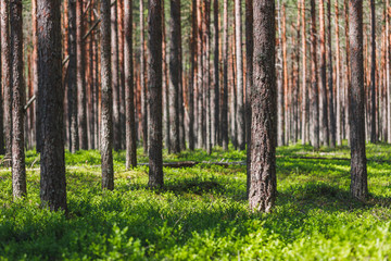 Background pine forest with green lush blueberry grass. Focus in foreground, blurred background.