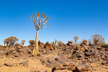 The quiver tree, or aloe dichotoma, Keetmanshoop, Namibia