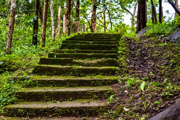 STEPS ,FOREST