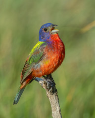 Painted Bunting