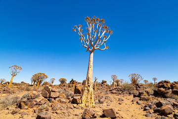 The quiver tree, or aloe dichotoma, Keetmanshoop, Namibia