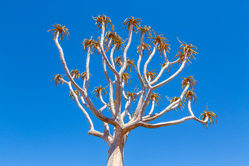 Detail of the quiver tree, or aloe dichotoma, Keetmanshoop, Namibia