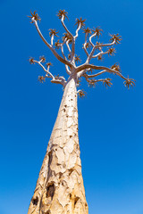 Detail of the quiver tree, or aloe dichotoma, Keetmanshoop, Namibia