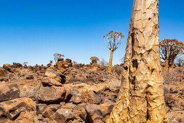 The quiver tree, or aloe dichotoma, Keetmanshoop, Namibia
