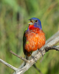 Painted Bunting