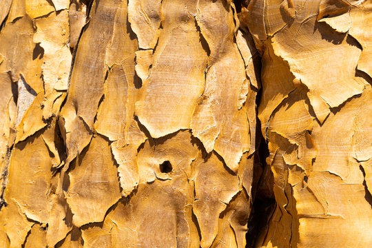 Detail of the quiver tree, or aloe dichotoma, Keetmanshoop, Namibia
