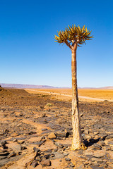 The quiver tree, or aloe dichotoma, Keetmanshoop, Namibia