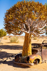 The quiver tree growing out of a car at Solitaire, Namibia
