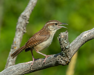 Carolina Wren