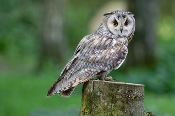 Eagle owl (latin name Bubo bubo)