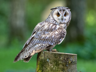 Eagle owl (latin name Bubo bubo)