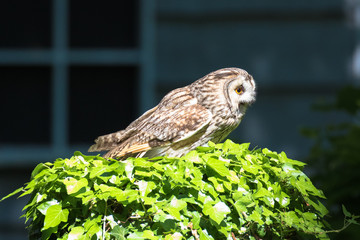 Eagle owl (latin name Bubo bubo)