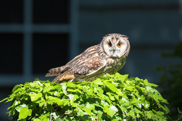 Eagle owl (latin name Bubo bubo)