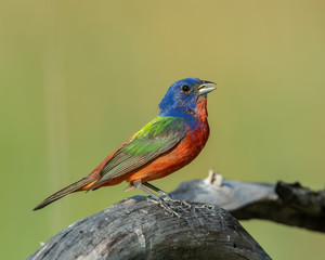 Painted Bunting male