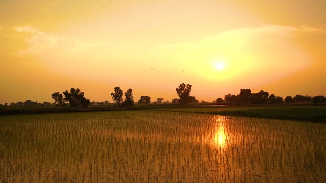 sunset on the fields of rice in rural area of punjab pakistan