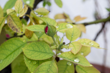 Obraz na płótnie Canvas Close up photography of rose bud in rainy season