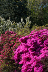 Blumen pink rosa sommer 