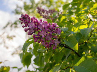 flowering branch of lilac