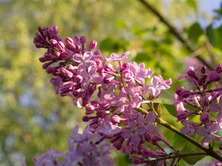 branch of lilac