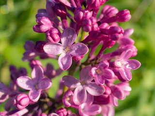 Naklejka na ściany i meble lilac in the garden close up