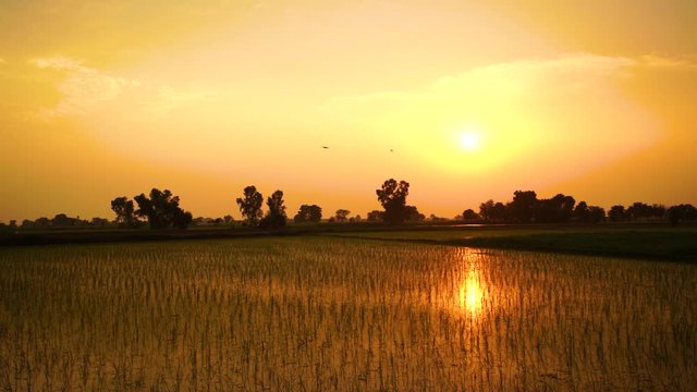 reflection of sunset on the fields of rice