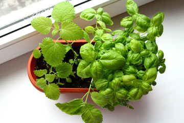 Photo of green fresh basil and lemon balm in a pot on a windowsill. View from above. Image of juicy healthy greens. Vegetarian, vegan, raw food. Proper nutrition. Healthy lifestyle.