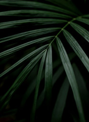Jungle aesthetics - dark green background with areca palm leaf