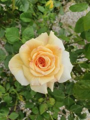 yellow rose in garden