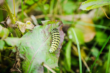 Bright yellow caterpillar on the leaf. Selective focus.