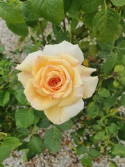 yellow rose in garden