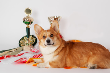 Cute Welsh Corgi Pembroke dog lying with dog show caps and trophies background, looking to the...