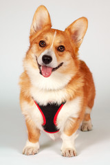 Cute Welsh Corgi Pembroke dog standing in breast-band on white background and looking right to the camera. Pretty smiling face pf pet of ginger and white color, safe walking concept. Copy space.