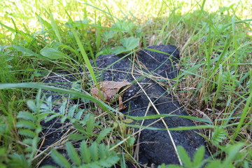 frog