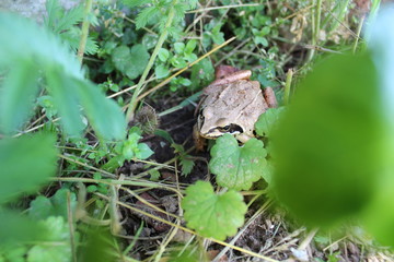 frog