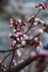 Nice white apricot spring flowers branch on blue sky background