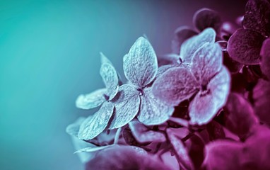 Colored macro of hydrangea flower
