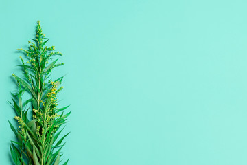 Flat lay with green leaves on green background with copy space, top view