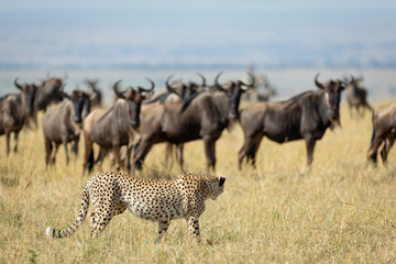 Obraz na płótnie Canvas Adult cheetah watching herd of wildebeest in Masai Mara Kenya