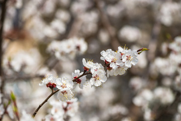 Nice white apricot spring flowers branch on blue sky background