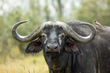 Foto auf Acrylglas Büffel Erwachsener Wasserbüffel hautnah auf dem Kopf, der direkt in die Kamera in der Masai Mara Kenia schaut